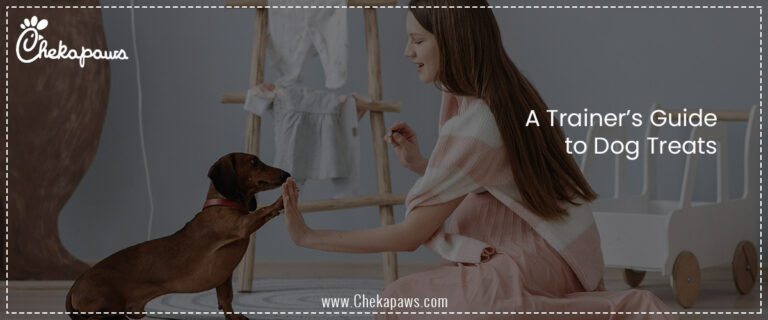 A Trainer’s Guide to Dog Treats