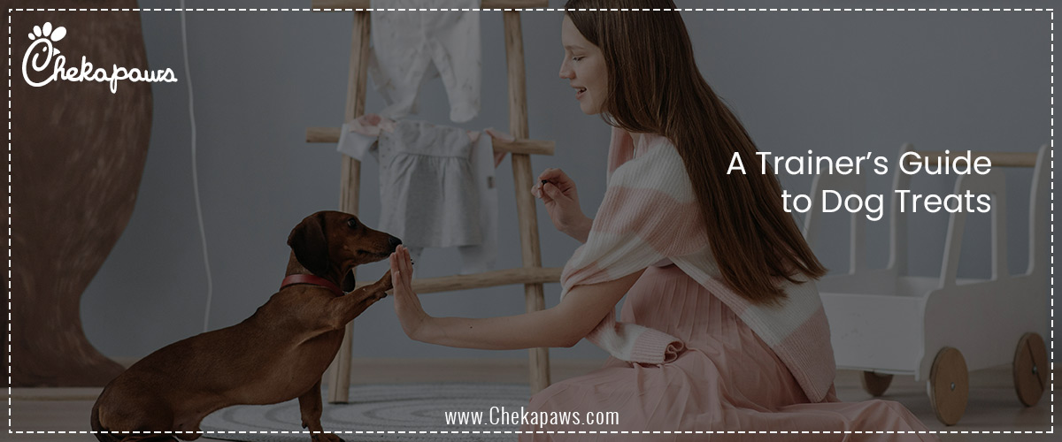 A Trainer’s Guide to Dog Treats
