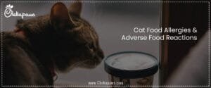 Cat Food Allergies & Adverse Food Reactions