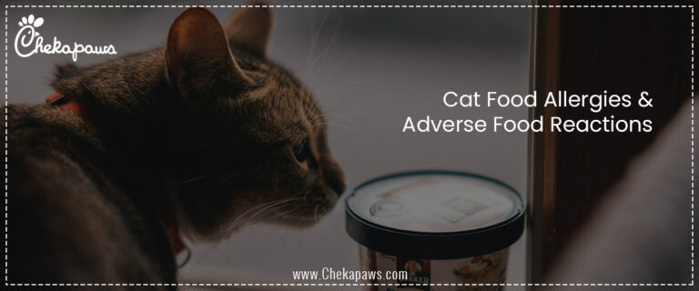 Cat Food Allergies & Adverse Food Reactions