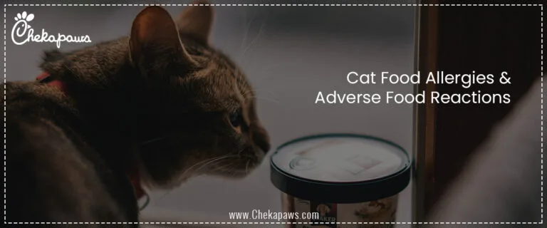 Cat Food Allergies & Adverse Food Reactions