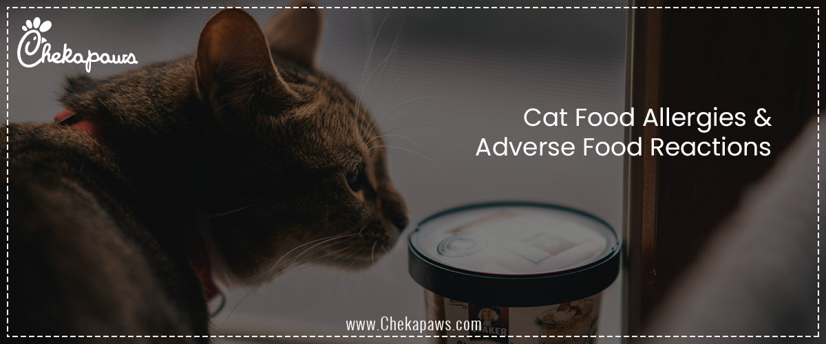 Cat Food Allergies & Adverse Food Reactions