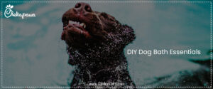 DIY Dog Bath Essentials