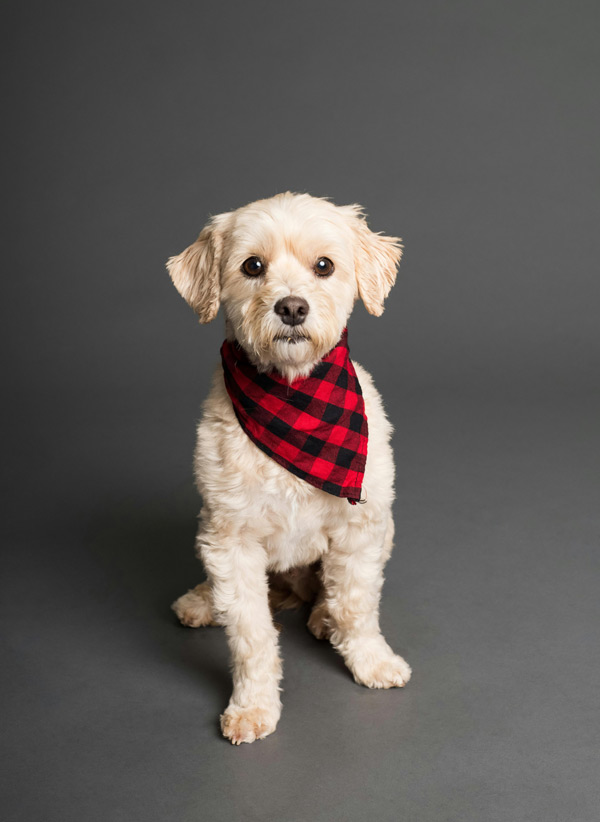 How to Make Your Own Bandanas that Give Your Dog Style