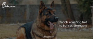 Teach Your Dog Not to Bark at Strangers