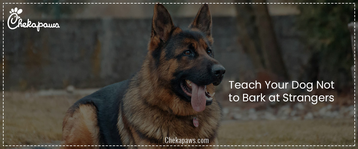 Teach Your Dog Not to Bark at Strangers