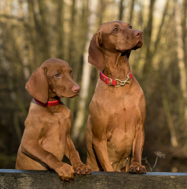Teach Your Dog Not to Bark at Strangers