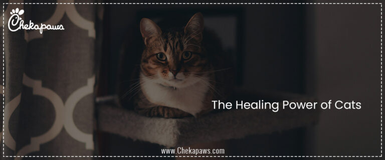The Healing Power of Cats