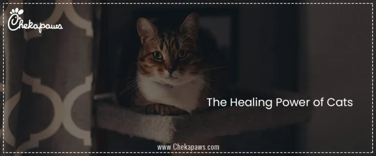 The Healing Power of Cats