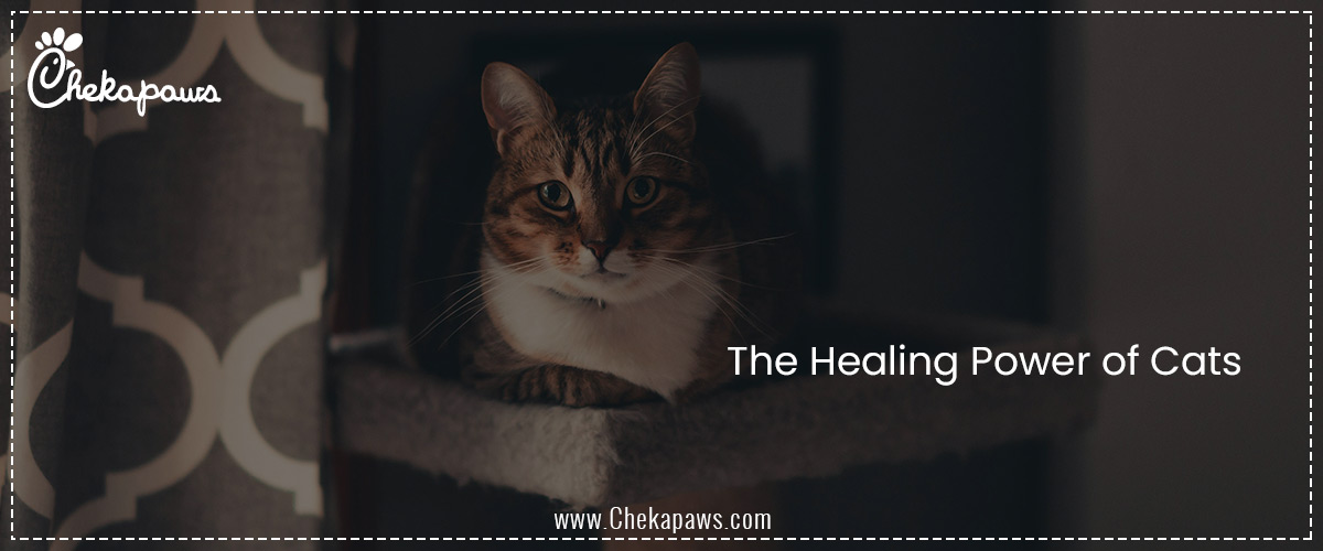 The Healing Power of Cats