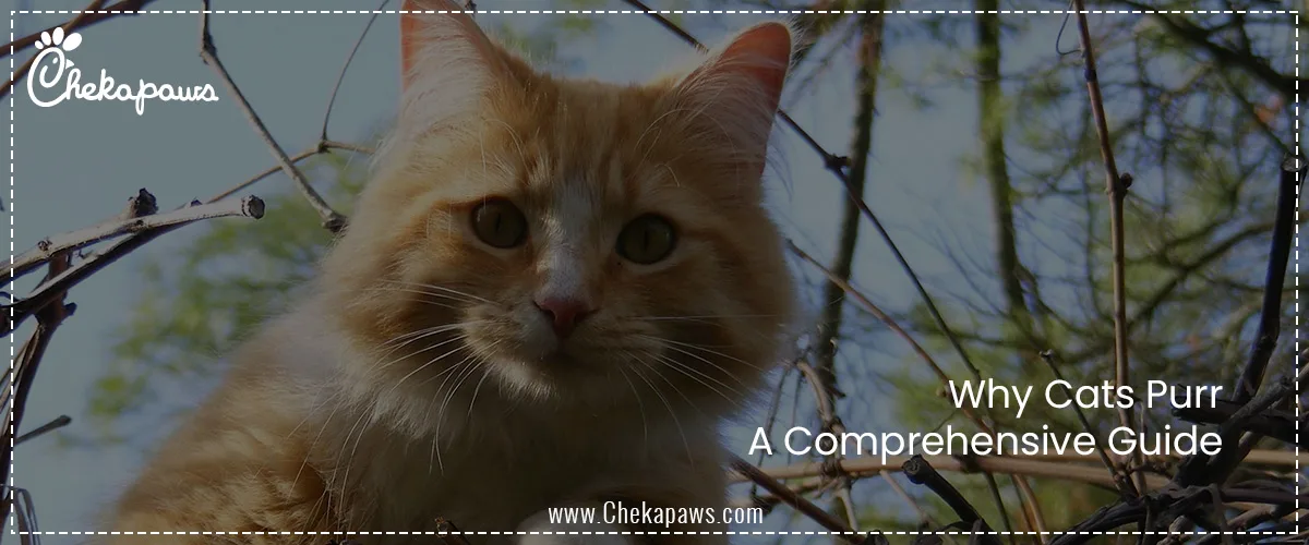 Why Cats Purr: A Comprehensive Guide 
