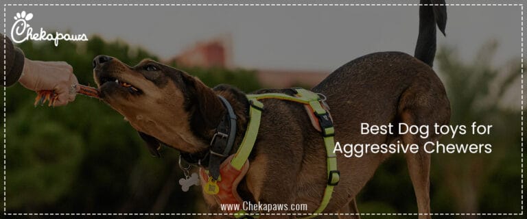Best Dog toys for Aggressive Chewers