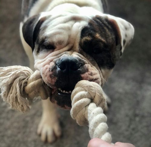 Dog chewing and pulling a rope