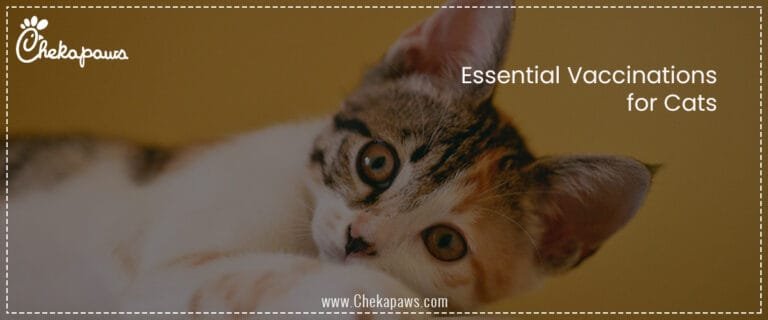 Essential Vaccinations for Cats