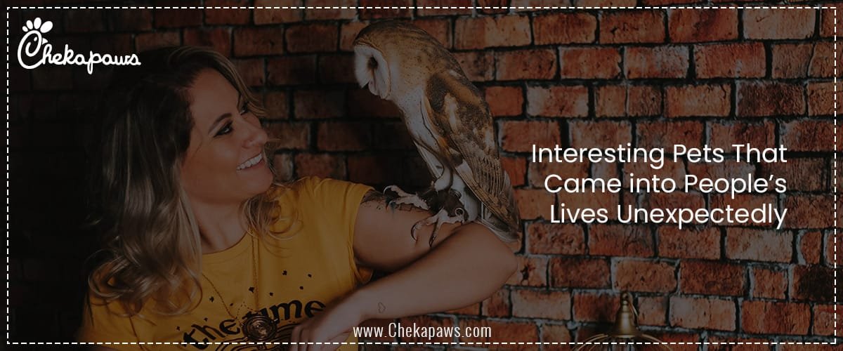 Interesting Pets That Came Into People’s Lives Unexpectedly