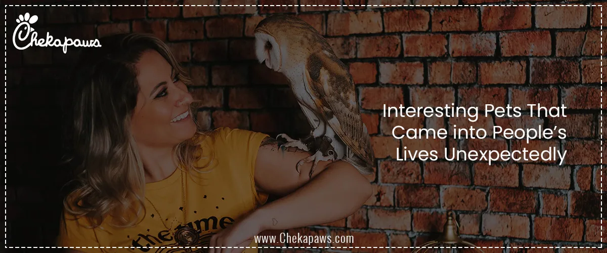 Interesting Pets That Came Into People’s Lives Unexpectedly