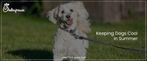 Keeping Dogs Cool in Summer