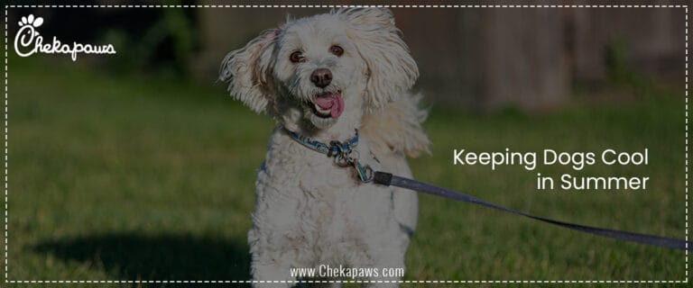 Keeping Dogs Cool in Summer