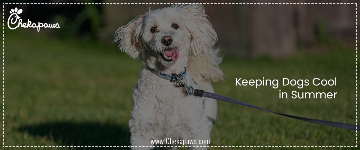Keeping Dogs Cool in Summer