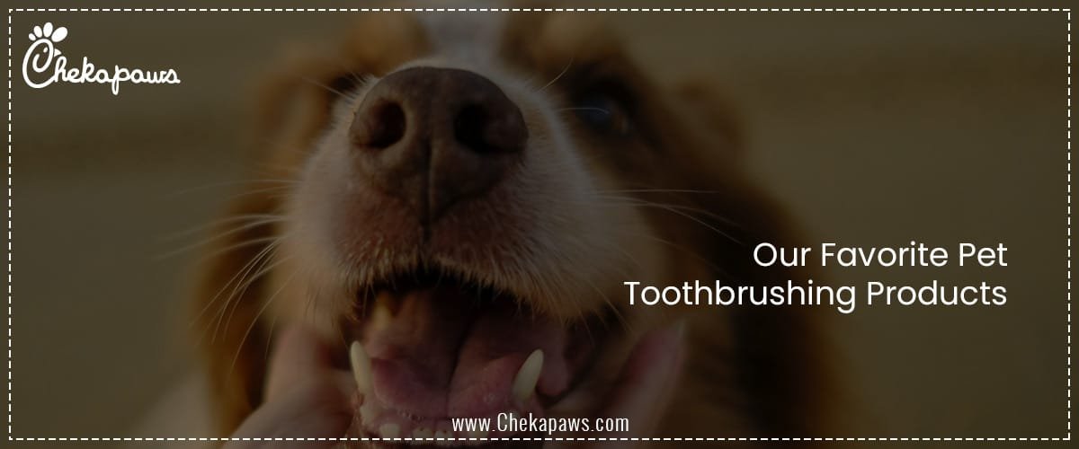 Our Favorite Pet Toothbrushing Products