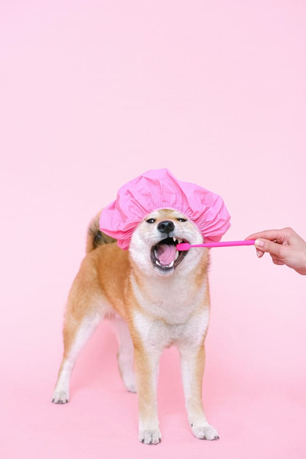Our Favorite Pet Toothbrushing Products