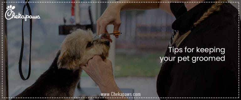 Tips for keeping your pet groomed