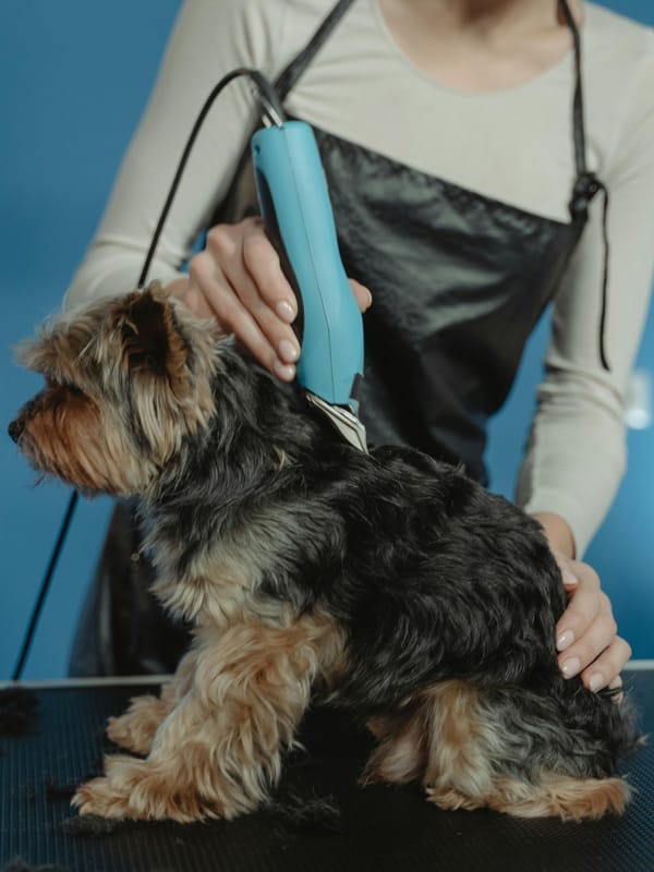 Tips for keeping your pet groomed