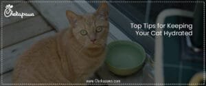 Top Tips for Keeping Your Cat Hydrated