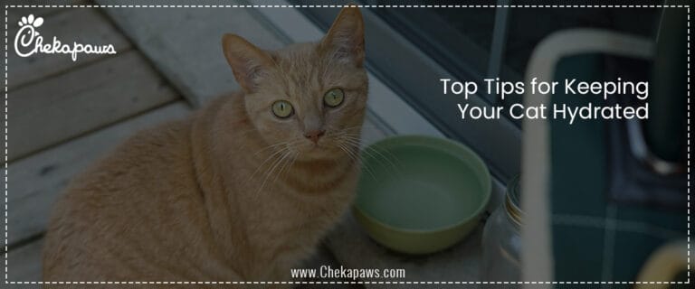 Top Tips for Keeping Your Cat Hydrated