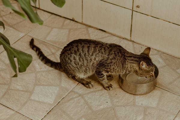 Top Tips for Keeping Your Cat Hydrated