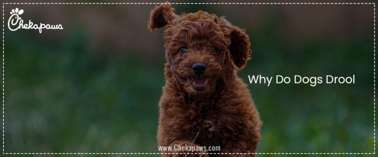 Why Do Dogs Drool