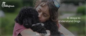 10 Ways to Understand Dogs