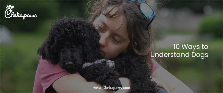 10 Ways to Understand Dogs