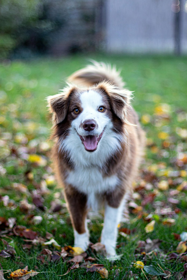 10 Ways to Understand Dogs