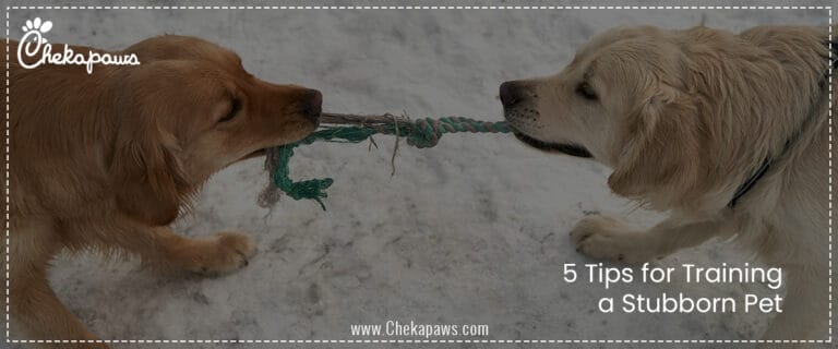 5 Tips for Training a Stubborn Pet