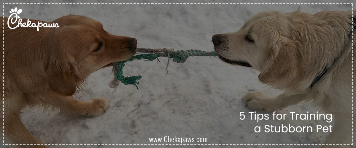 5 Tips for Training a Stubborn Pet