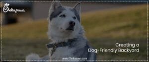 Creating a Dog-Friendly Backyard