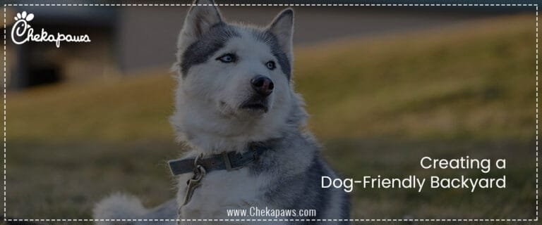 Creating a Dog-Friendly Backyard