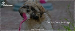 Dental Care for Dogs