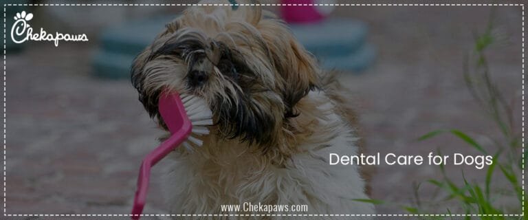 Dental Care for Dogs