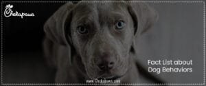 Fact List about Dog Behaviors