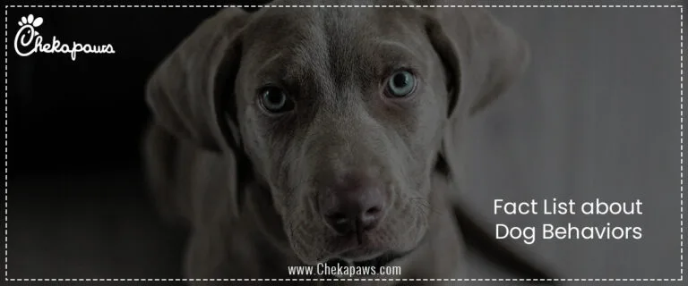 Fact List about Dog Behaviors