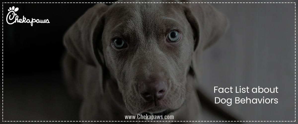 Fact List about Dog Behaviors