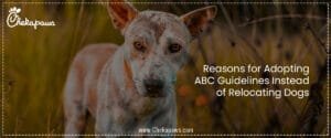 Reasons for Adopting ABC Guidelines Instead of Relocating Dogs