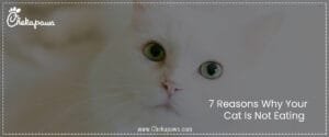 7 Reasons Why Your Cat Is Not Eating