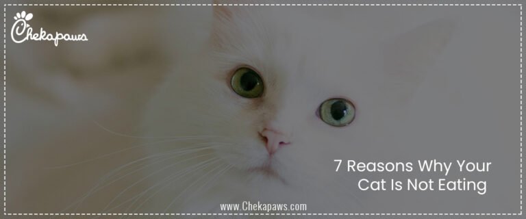 7 Reasons Why Your Cat Is Not Eating
