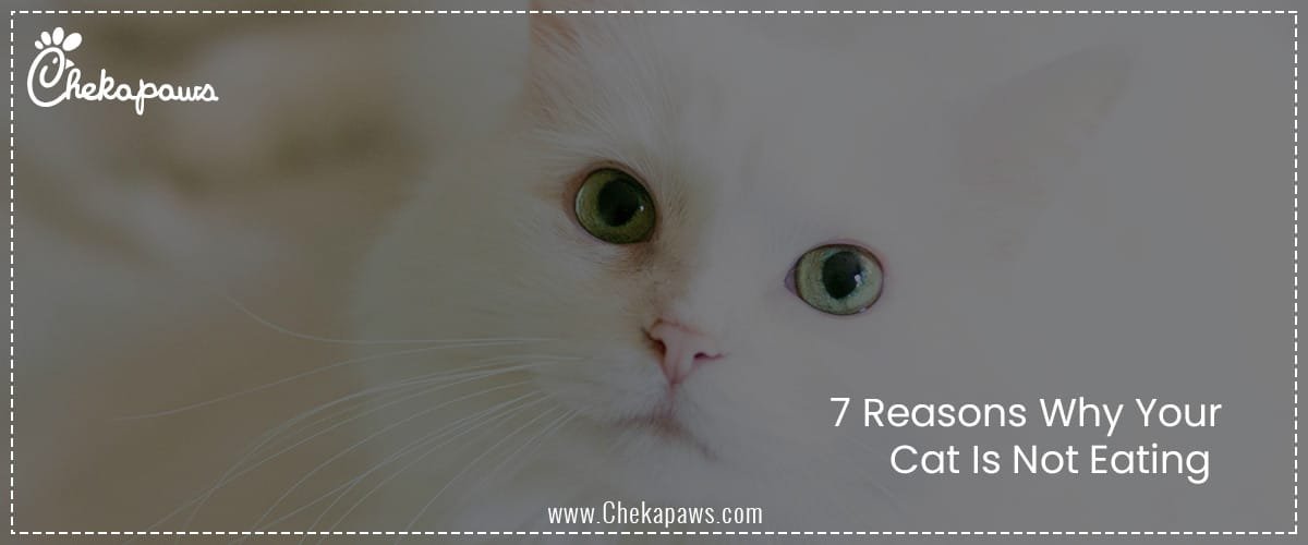 7 Reasons Why Your Cat Is Not Eating