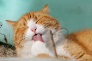 7 Reasons Why Your Cat Is Not Eating
