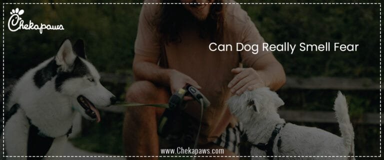 Can Dog Really Smell Fear?
