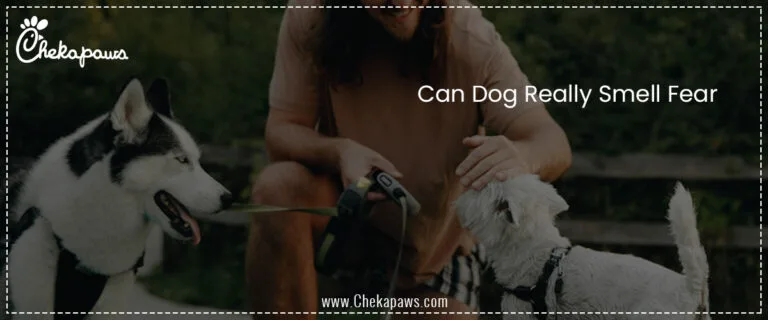 Can Dog Really Smell Fear?